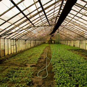 greenhouse interior